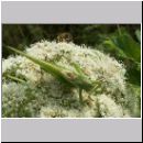 Tettigonia viridissima - Gruenes Heupferd 05.jpg